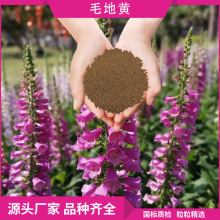 花卉种子植物毛地黄多年生四季开花地被野花组合宿根园艺绿化耐寒