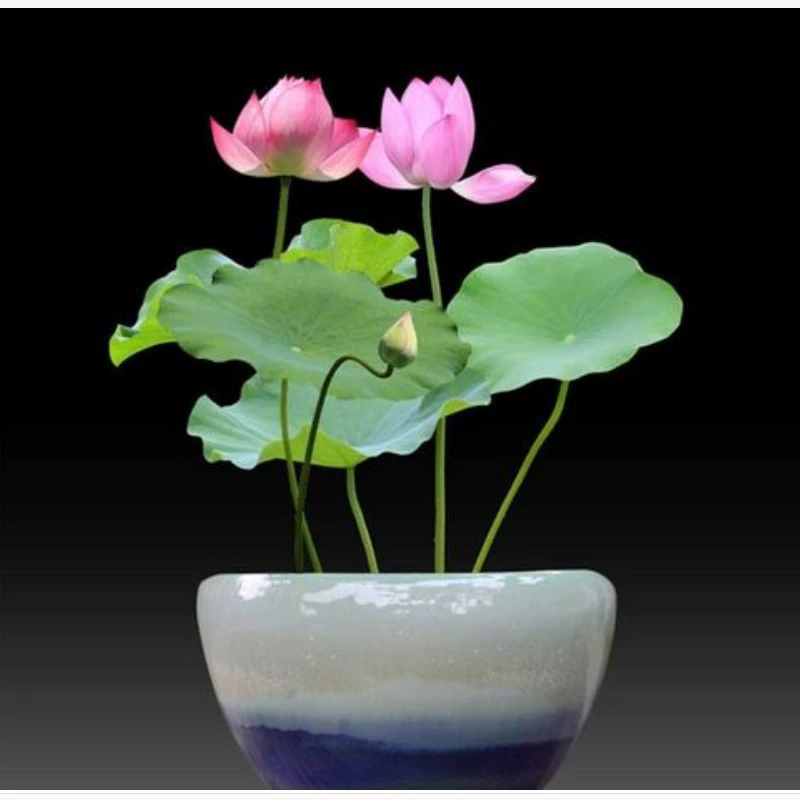 Двор водоем озеленение растений балкона в горшках с рассадой лотоса