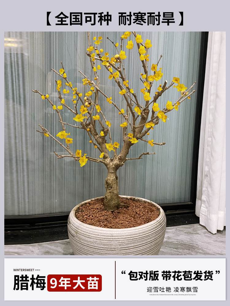 9년 [향이 강한 겨울절임 접목] + 특수비료 (개화기에는 개화하며 재발생하지 않음)