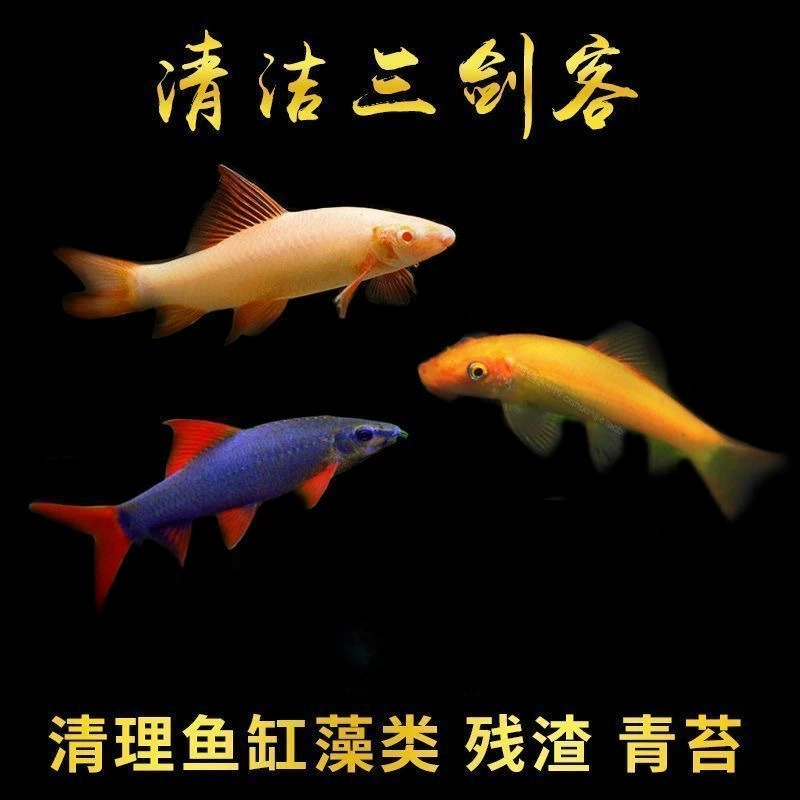Очиститель рыбы, мышь с золотым мохом, очиститель пресноводного аквариума, инструмент для удаления водорослей, рыба, тропические декоративные рыбы, рыбы, питающиеся фекалиями и мусором.