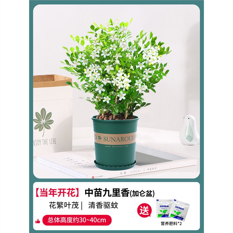 무성한 Jiulixiang은 5년 동안 8-10그루의 나무를 모았습니다(갤런 화분) + 비료