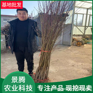 �޽��Ҙ��� 0.6����ԭ���� Ʒ�N�� �Ĵ��Ҙ���