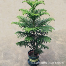 S؛Դֱ ɼ绨辰ɼ}Q