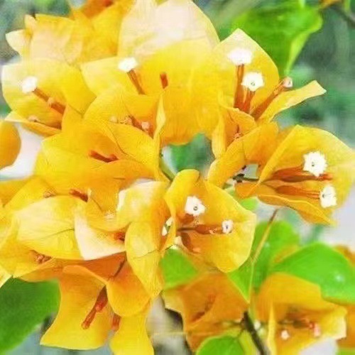 Oro de California