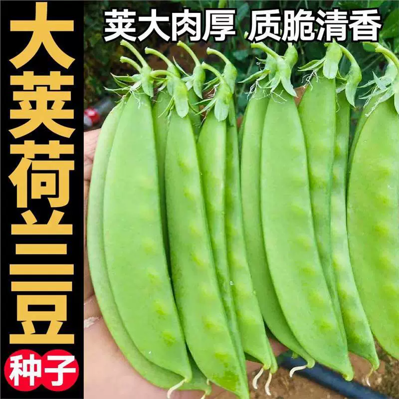 Сладкие и хрустящие семена сахарного гороха с большими стручками зеленого, красного и фиолетового цвета для всех сезонов, весенние и осенние горшечные растения на балконе, высокая урожайность, высокоурожайные овощные семена.