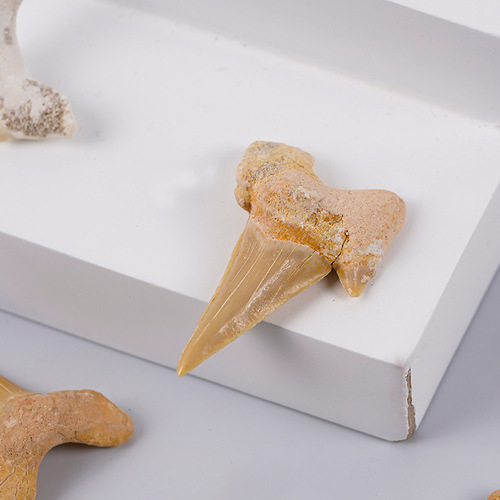 Natural 3cm Sharuku Tooth Fossil Ocean Fish Biological Science Archaeological Fossil Raw Stone Ancient Science Excavation