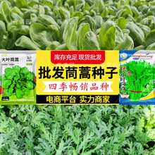 ���l���~����N�Ӵ����ļ��ʵ۲˷N���͟��＾�ͺ�С�~�����߲���