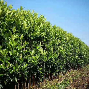 �������� ��ɺ�� ���ش��� �е��G�� ���~�S�� �f���� ���پG��