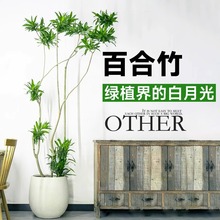 北欧ins风百合竹金边绿植室内盆栽大型植物老桩造型轻奢客厅盆景