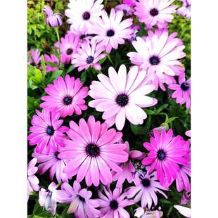 �Ϸ��f�۾շN�ӷ����r���{Ŀ���ͺ����Ծ��^ͥԺ���ܲ��N�_��