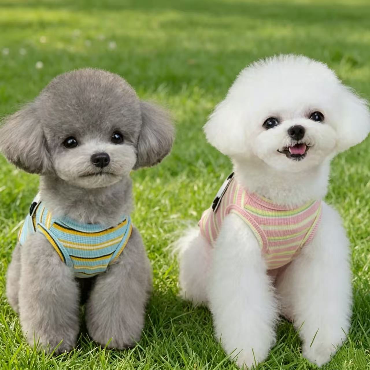 애완동물 옷 강아지 고양이 순면 봄 여름 얇은 스트라이프 소형견 테디 비숑 컬러풀 스트라이프 가볍고 편리