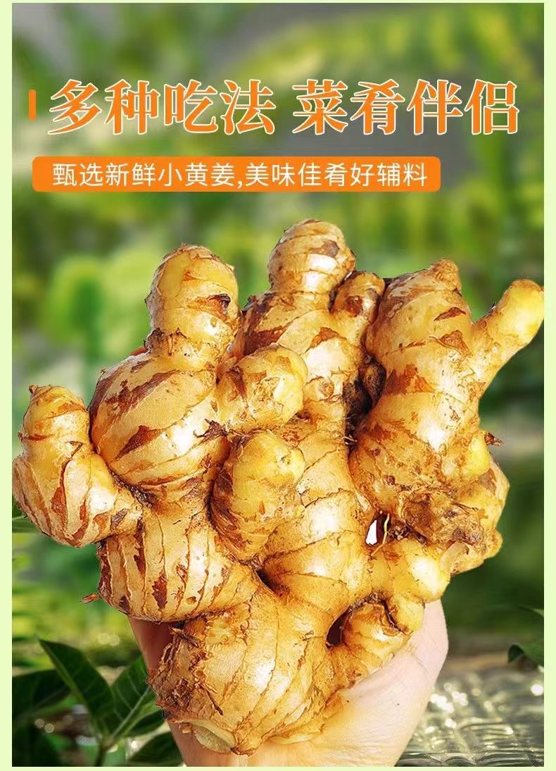 【严选】云南新鲜生姜农家老姜包邮批发老黄姜嫩姜3斤59斤贸易姜-阿里巴巴