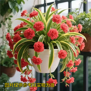 ��߅���m�ذ�󻨾Gֲ�����ļ��_�������҃�������՚��̨�͏d