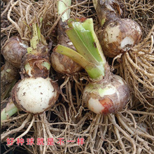 朱顶红种球进口重瓣国产单瓣四季开花多年生室内外阳台盆栽庭院花