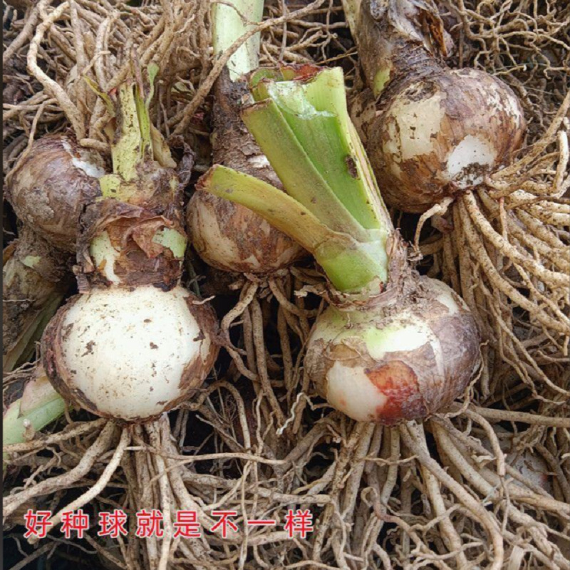 朱顶红种球进口重瓣国产单瓣四季开花多年生室内外阳台盆栽庭院花