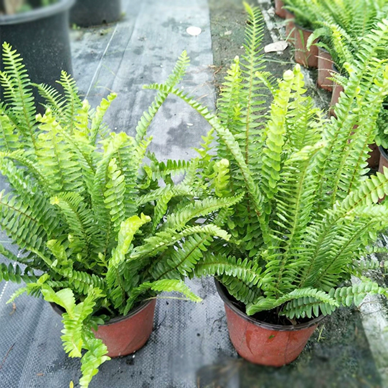 Двухцветная почка папоротника в горшке Круглая Решетка папоротника трава Феникс яйцо многоножка проект озеленения почвопокровное растение