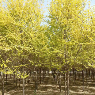 ���~�ܘ���������l��ľ Ҏ���Rȫ ���ܽ��X�ܘ�@�־G�����~��ľ