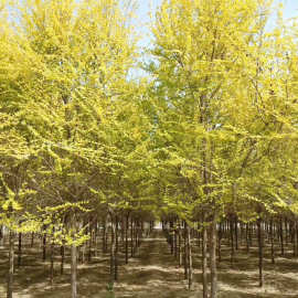 金叶榆树苗基地批发苗木 规格齐全 榔榆金钱榆树园林绿化彩叶乔木