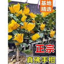 ���֘����Ԏ������A���ָ��辰��ʳ�ù������̨ͥԺ�ļ����ܾGֲ