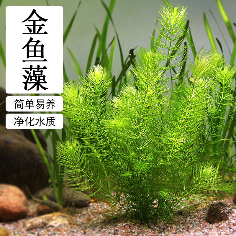 金鱼藻水草淡水水族箱净化水质好养易活鱼缸造景挂卵繁殖降低氨氮