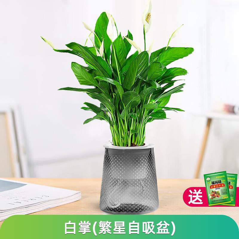 화이트팜(별분지) + 영양액