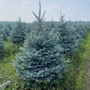 Spruce Spruce Tree Spruce Green Cutting Spruce 1 to 10m Tall Spruce Saplings Evergreen Trees All Year Round