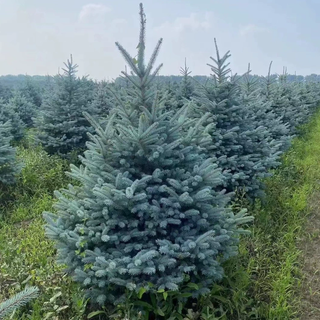 Сосна, сосна, зеленая сосна, высота от 1 до 10m сосен, вечнозеленые деревья круглый год