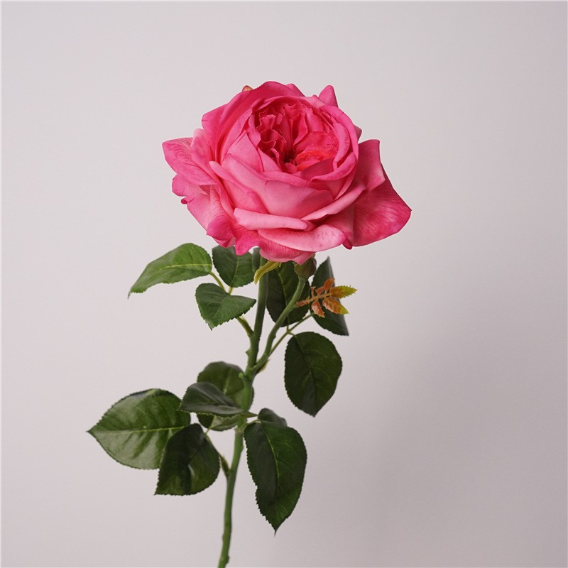 Moisturizing juliet-rose red