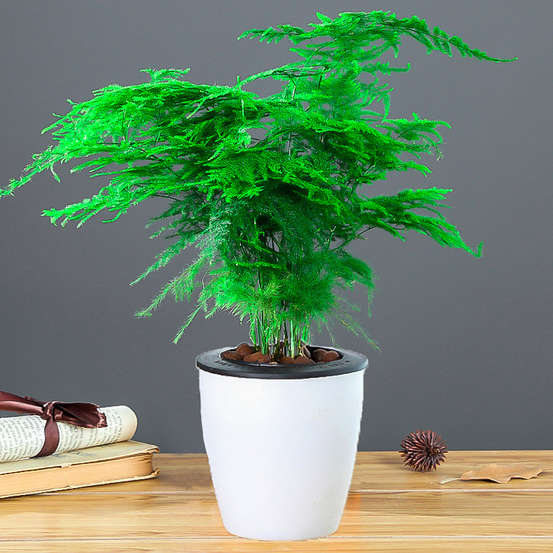 흰색 게으른 화분 [중간 화분 아스파라거스]에는 뿌리 가루가 포함되어 있습니다.