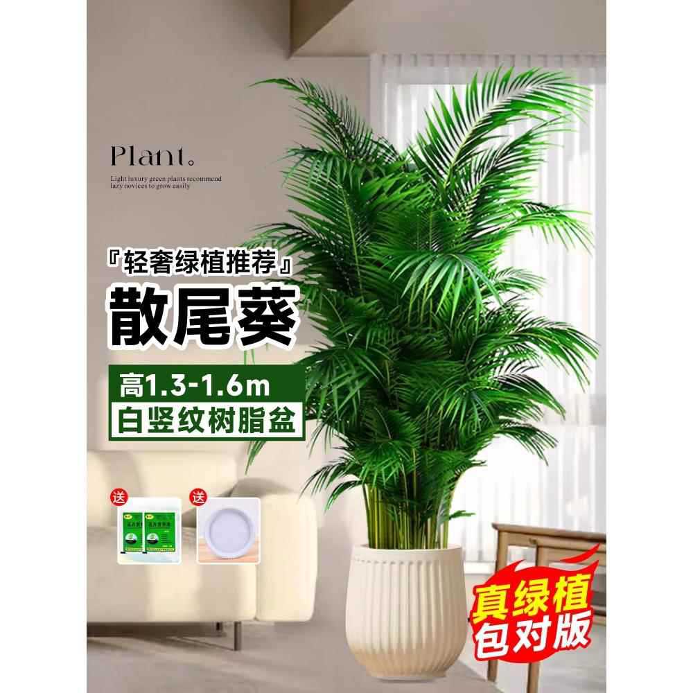 [Door to Door Delivery] 고품질 느슨한 꼬리 해바라기 1.3- 1.7m 그루★흰색 세로무늬 세면대 + 바텀 브라켓★사계절 상록수 애완동물