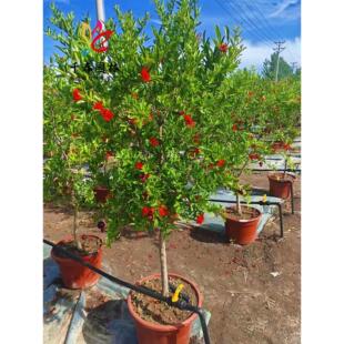 ʯ����绨ʯ��С��ͥԺ�@���ͺ��G���L��������^�pʯ�񻨘���