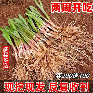 �����t�²˸���탲˸�1000�w����ʳ���̨�N��300�w�²˸����~��