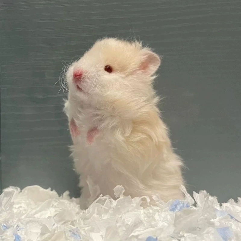 Маленький золотистый хомяк с длинной шерстью, милый домашний питомец, вакцинированный, живой, с гарантией местной вакцинации.
