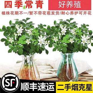 Summer Mosquito Repellent Hydroponic Nine-Mile Fragrant Potted Green Plants on the Desktop in the Office Bloom in All Seasons