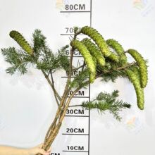 ���r�r�������r��֦��ľ�҃��ɹ��廨�ɻ��Gֲ��֦��ʽ�U�⻨��
