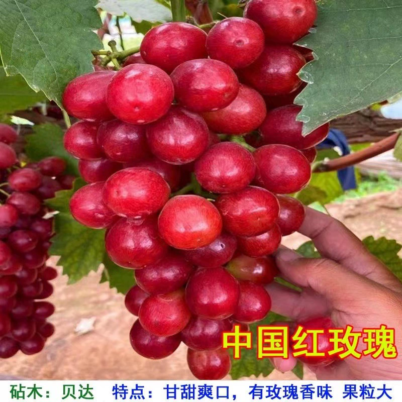 Шаньдун Мэйсян Без косточек Китайская Красная Роза Виноград Рассада Привитая Виноградная Рассада Новая Красная Роза Виноград Рассада
