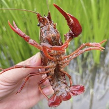 湖北汈汊湖新鲜龙虾鲜活虾青红壳现捞活物水产生鲜养殖小龙虾鲜活