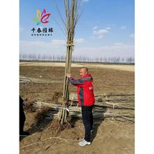 杨树苗无絮杨小苗扦插条护河堤遮阳耐寒绿化造林风景树速生杨树苗