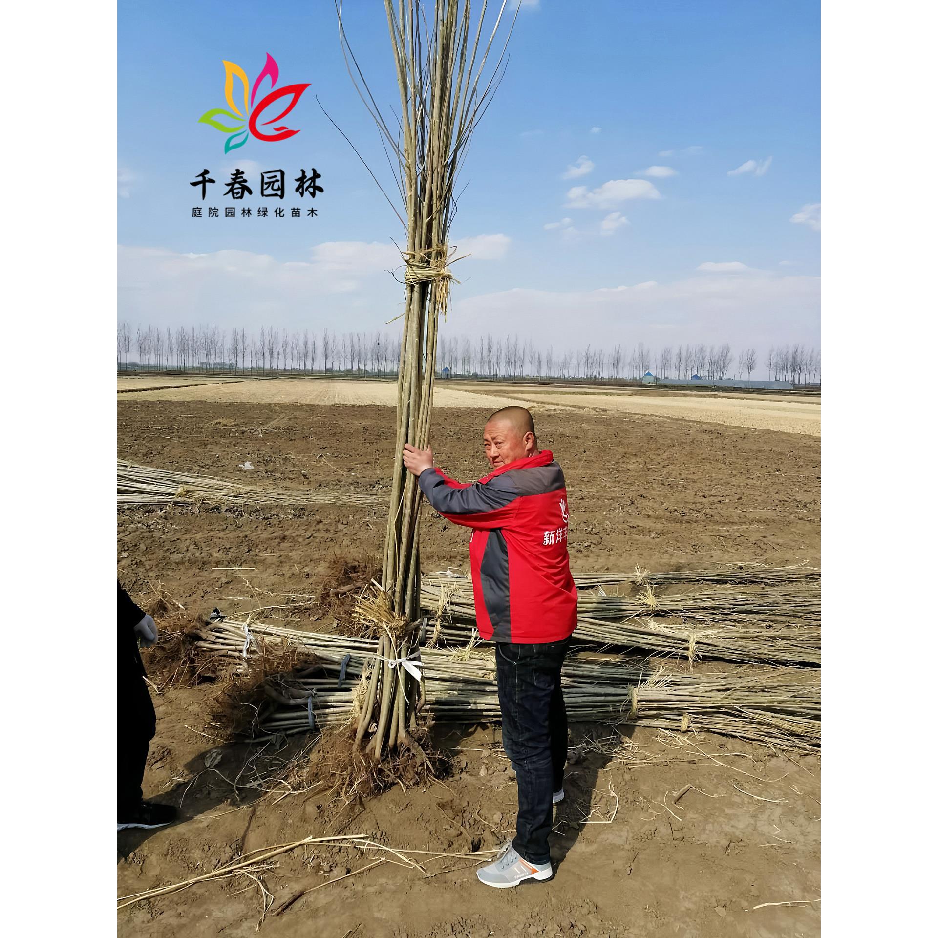 杨树苗无絮杨小苗扦插条护河堤遮阳耐寒绿化造林风景树速生杨树苗