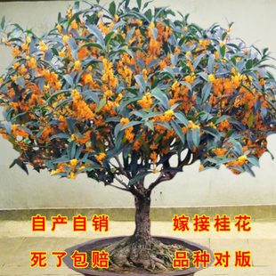 �ļ��𻨘������𻨵���������҃�ͥԺ�͏dֲ����½������