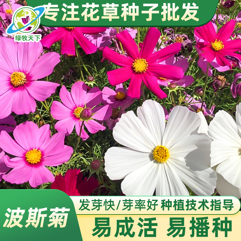 工程用开花草花种子格桑花波斯菊花籽阳台庭院种籽花卉庭院花卉