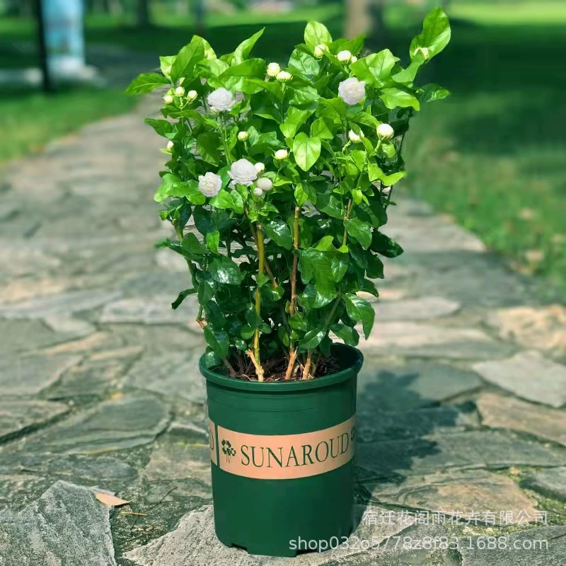 Растение в горшке с жасмином с двойными лепестками цветет и имеет сильный аромат. Легко выращивать в помещении, на балконе, во дворе, цветы и зеленые растения в любое время года. Цветет с бутонами.