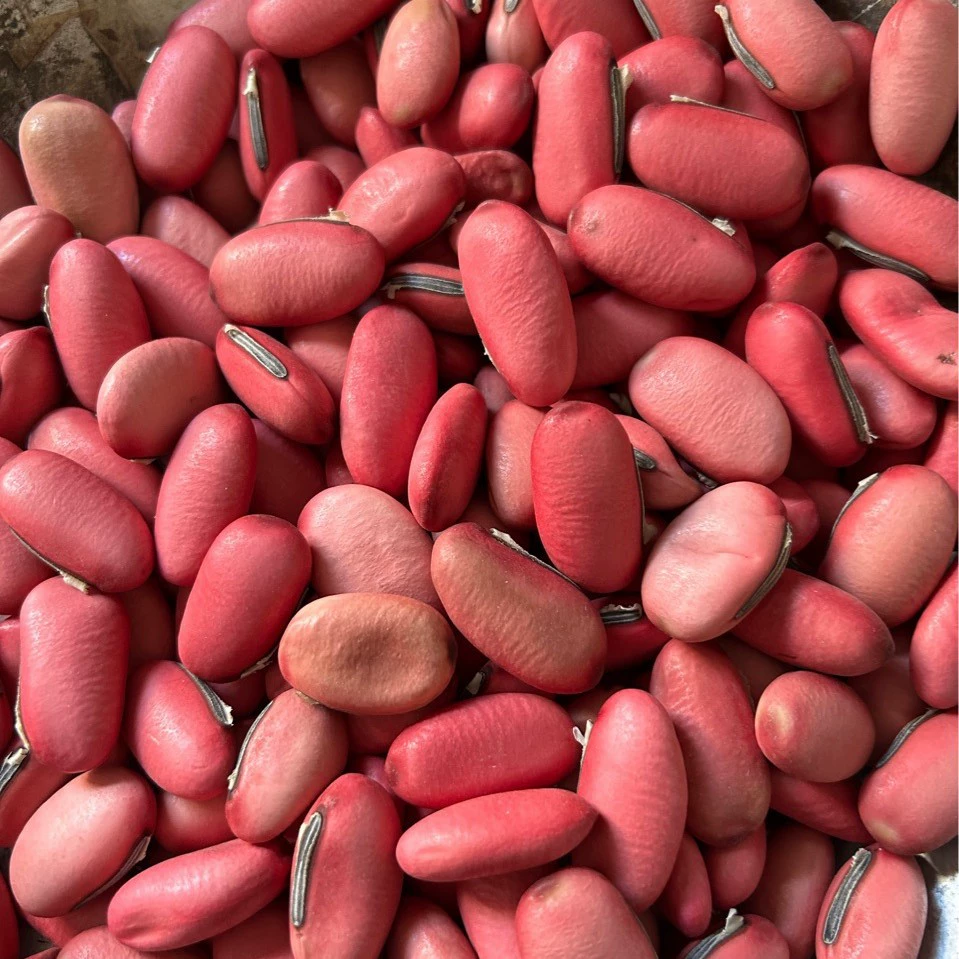 Бобы ножа китайские лекарственные материалы Бобы ножа красная фасоль красная кожа
