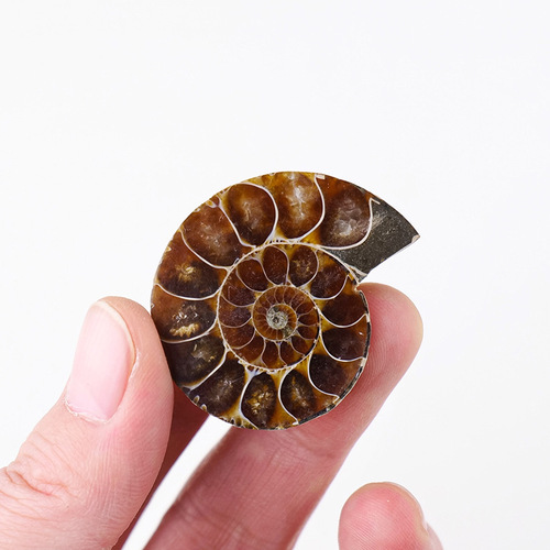 Natural conch fossil pendant necklace raw stone ore mineral specimen men's and women's jewelry ammonite slices