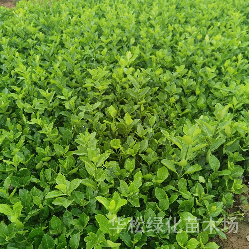 Саженцы Buxus microphylla для дорожно-строительных зеленых кустарников, садовые всесезонные посадки, морозостойкие растения, горшечные кустарники, саженцы орхидеи