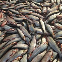 新鲜白鱼翘嘴鱼冰鲜刁子鱼餐饮酒店白扁鱼食材批发半成品商用鱼头