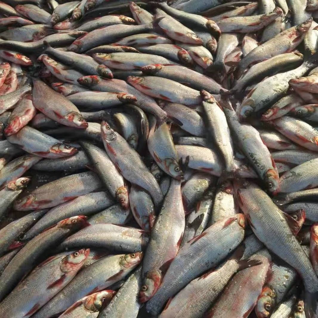 新鲜白鱼翘嘴鱼冰鲜刁子鱼餐饮酒店白扁鱼食材批发半成品商用鱼头