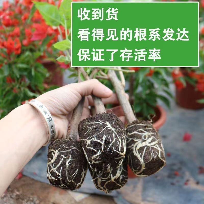 详情图