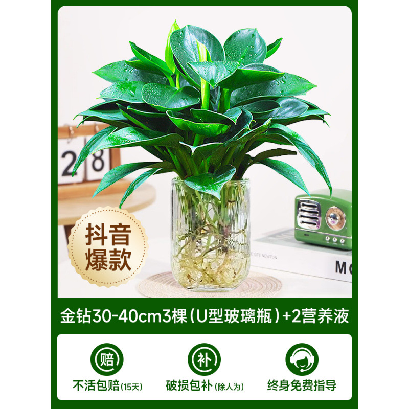 [두인 핫모델] 수경 금다이아몬드 30-40cm 3그루(U자형 유리병) + 영양성분 2개