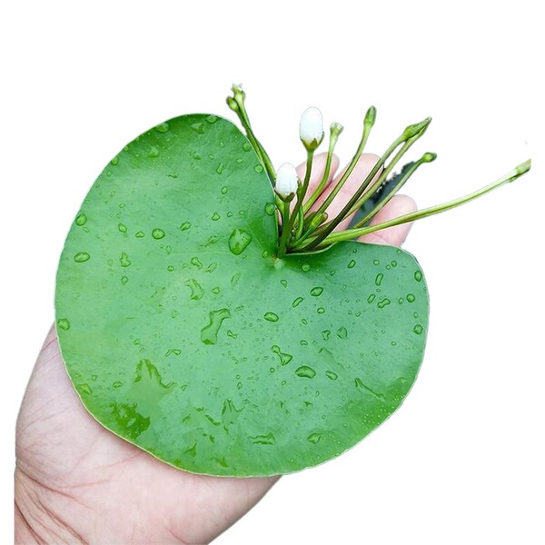One -leaf lotus no soil aquatic hydroponic plant aquatic aquatic…